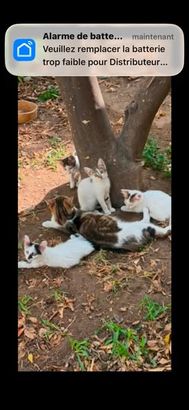 Chat à adopter
