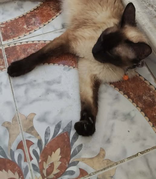 عاقلة ودحنوسة وبكرنيها