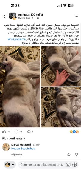 Chat à adopter