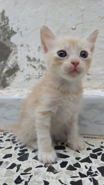 Chat à adopter