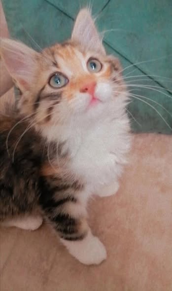 Chat à adopter