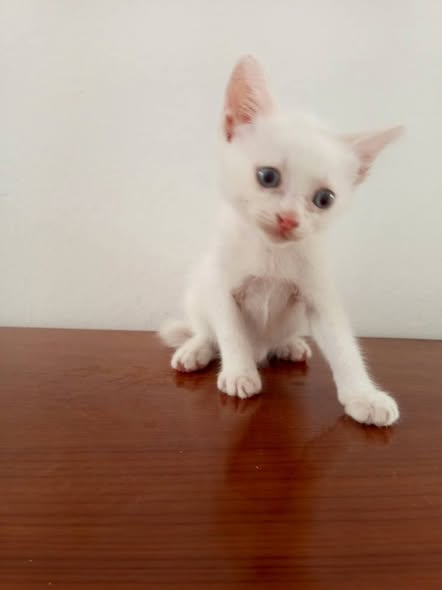 Chat à adopter