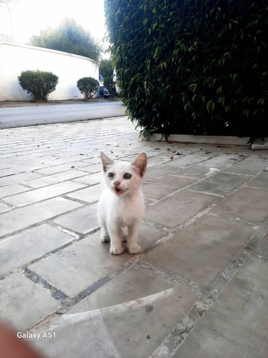 Chat à adopter