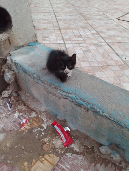 Chat à adopter