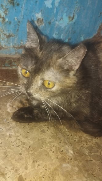Chat à adopter