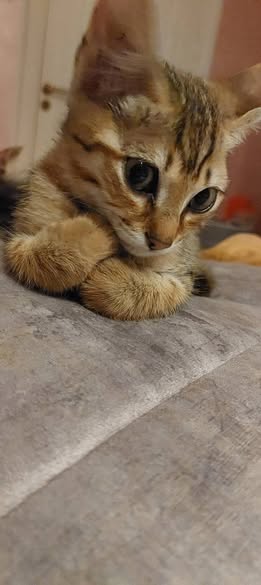 Chat à adopter