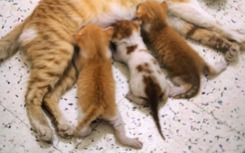 Chat à adopter
