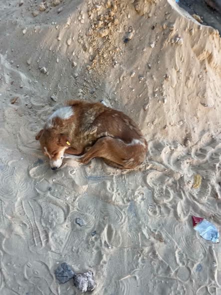 Chien à adopter — تبني الحيوانات في تونس تونس