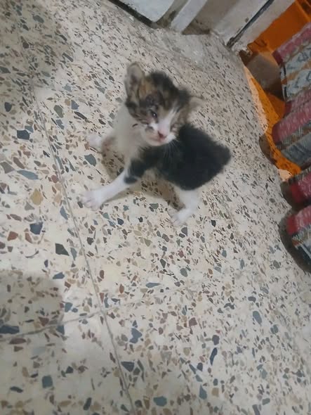 Chat à adopter — تبني الحيوانات في تونس سوسة