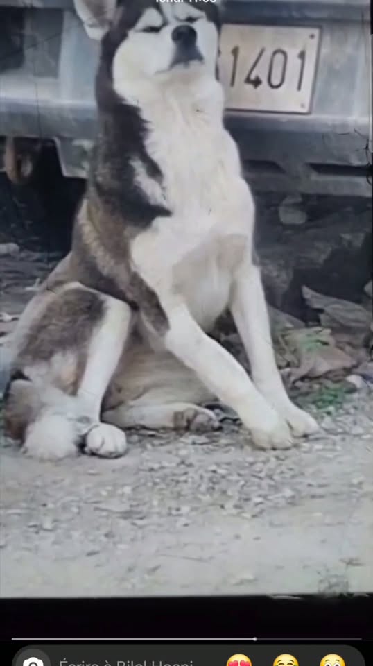 Chien à adopter — تبني الحيوانات في تونس تونس