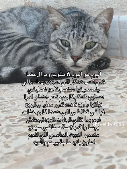 Belehy
