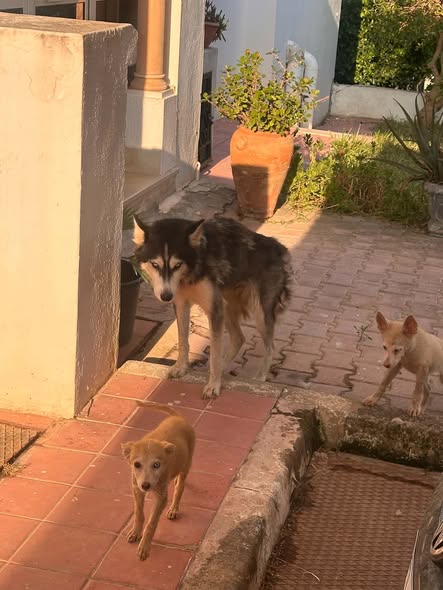 Chien à adopter