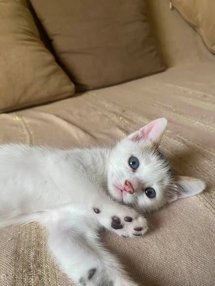 Chaton