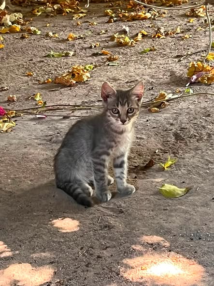Milo
