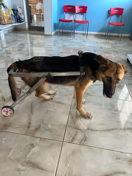 Chien à adopter