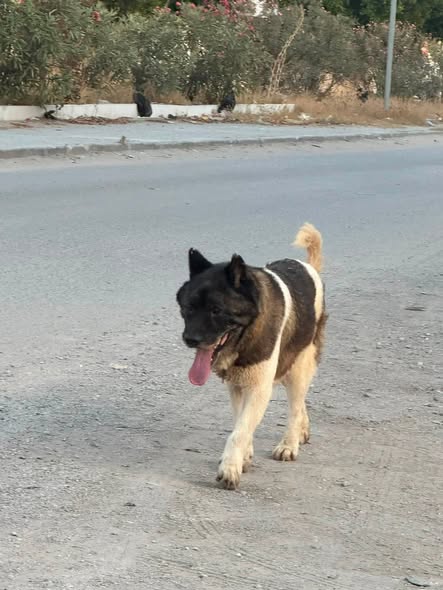 Chien à adopter