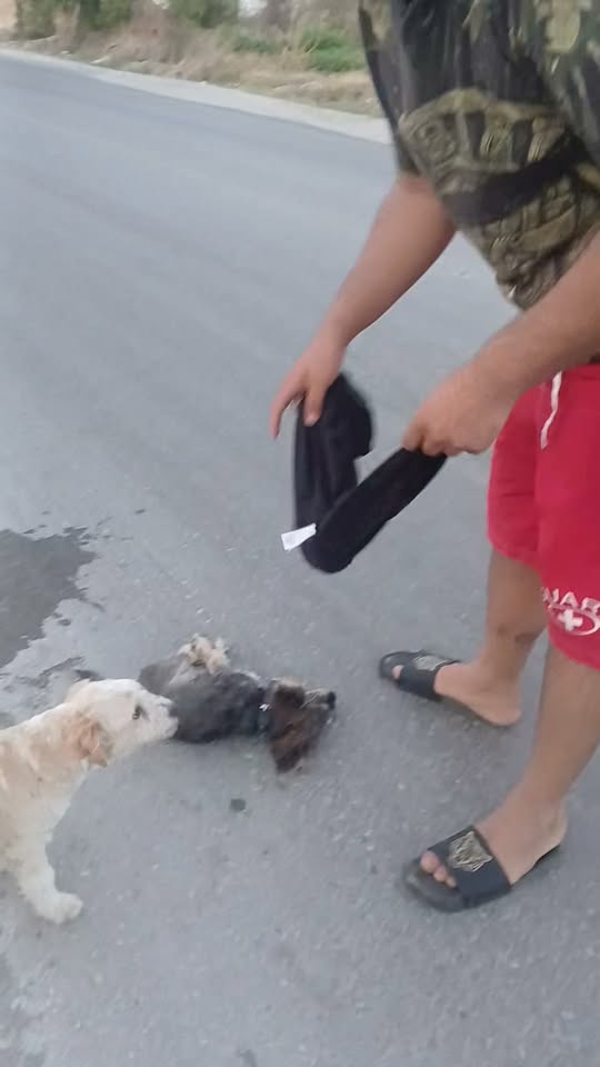 Chien à adopter
