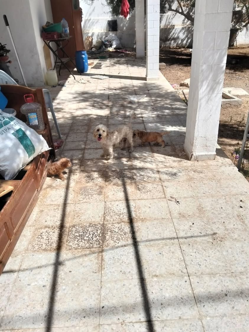 Chien à adopter