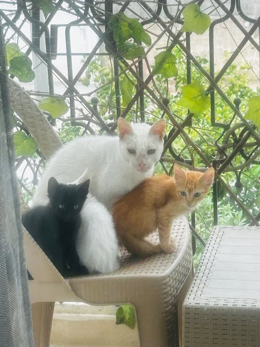Chat à adopter — Pet adoption in Tunisia Nabeul