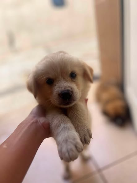 Chien à adopter