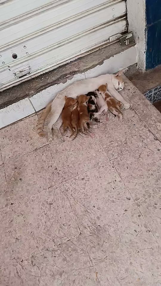 Chien à adopter