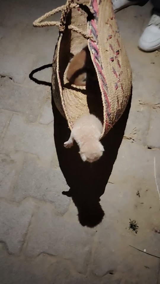 Chien à adopter