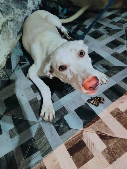 Chien à adopter — تبني الحيوانات في تونس بنزرت