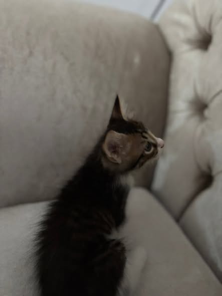 chaton — Adoption d'animaux en Tunisie Ben Arous