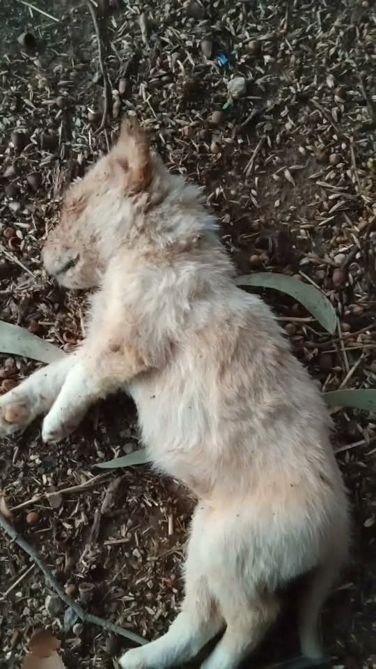 Chien à adopter