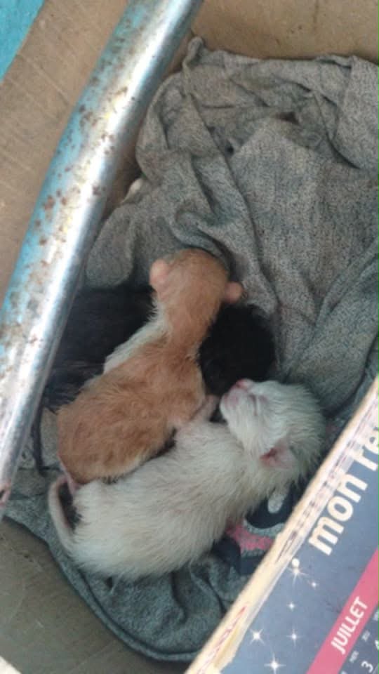 Chat à adopter