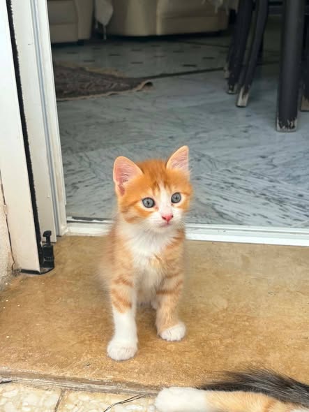 Chat à adopter