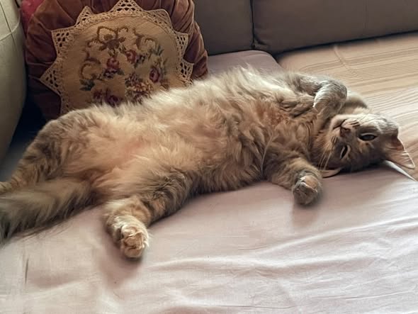 Chat à adopter