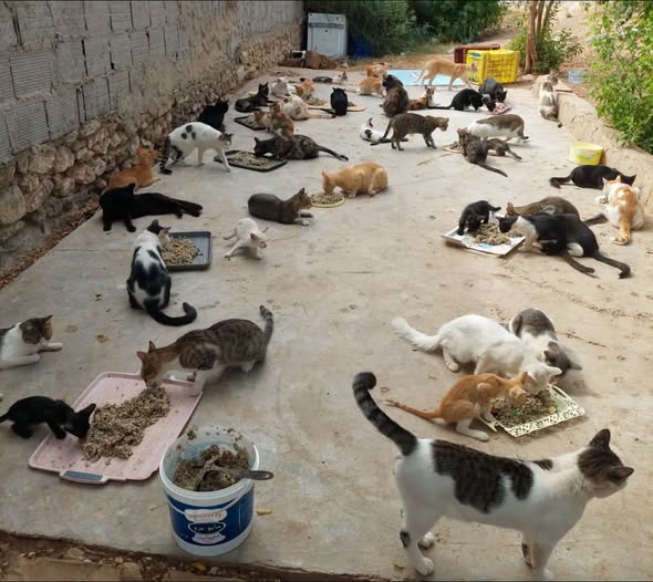 Chat à adopter