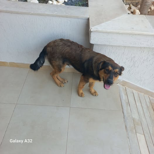 Chien à adopter