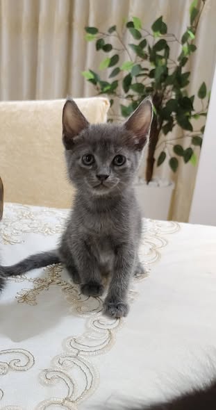 Chat à adopter