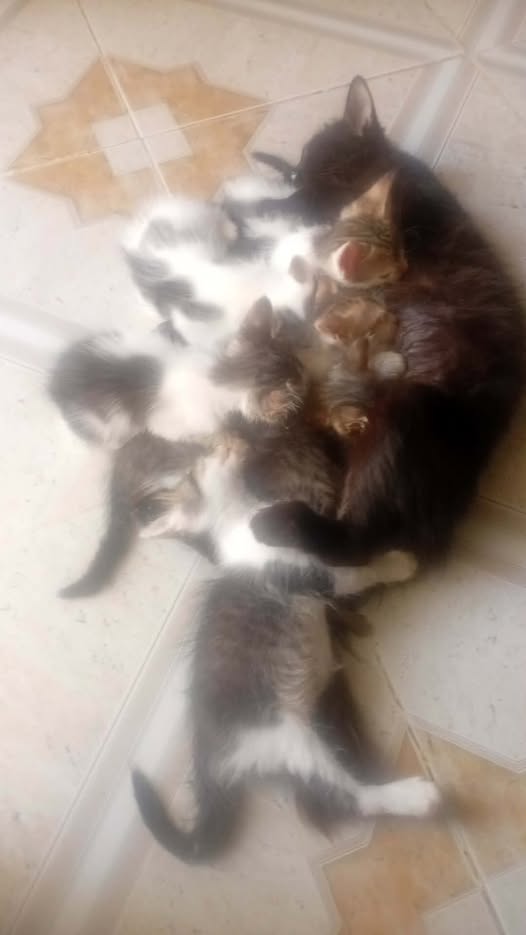 Chat à adopter