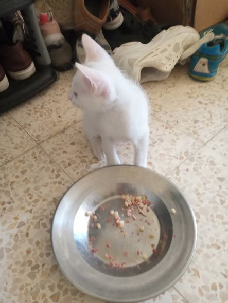 Chat à adopter