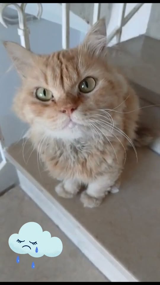 Chat à adopter — Adoption d'animaux en Tunisie Ben Arous