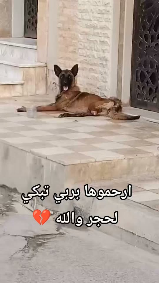 Chien à adopter
