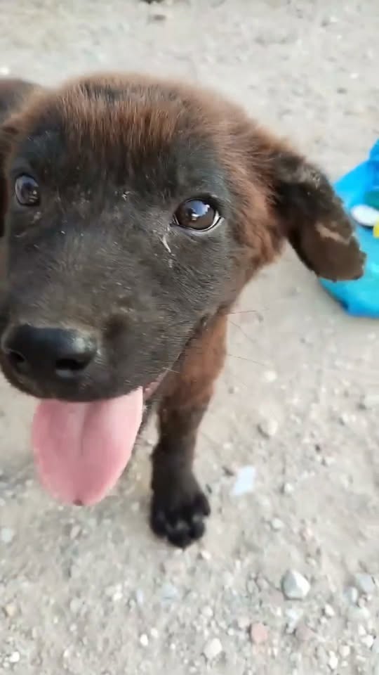 Chien à adopter