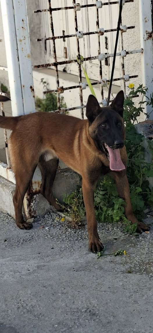 Chien à adopter
