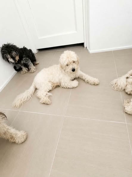 Chien à adopter