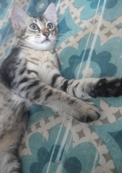 Chat à adopter