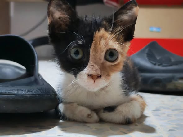 Chat à adopter