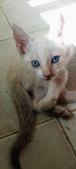 Chat à adopter