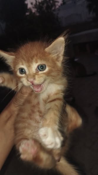 Chat à adopter