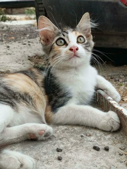 Chat à adopter