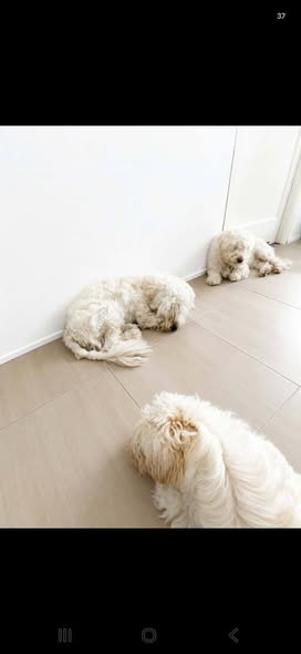 Chien à adopter