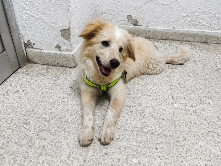 Chien à adopter