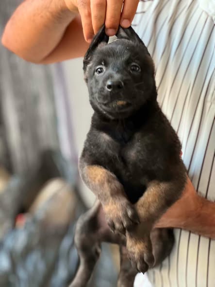 Chien à adopter